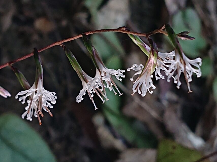 マルバテイショウソウ