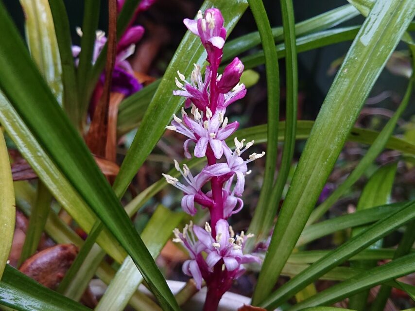 キチジョウソウ