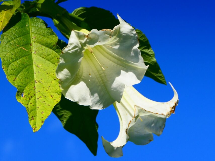 エンジェルストランペット