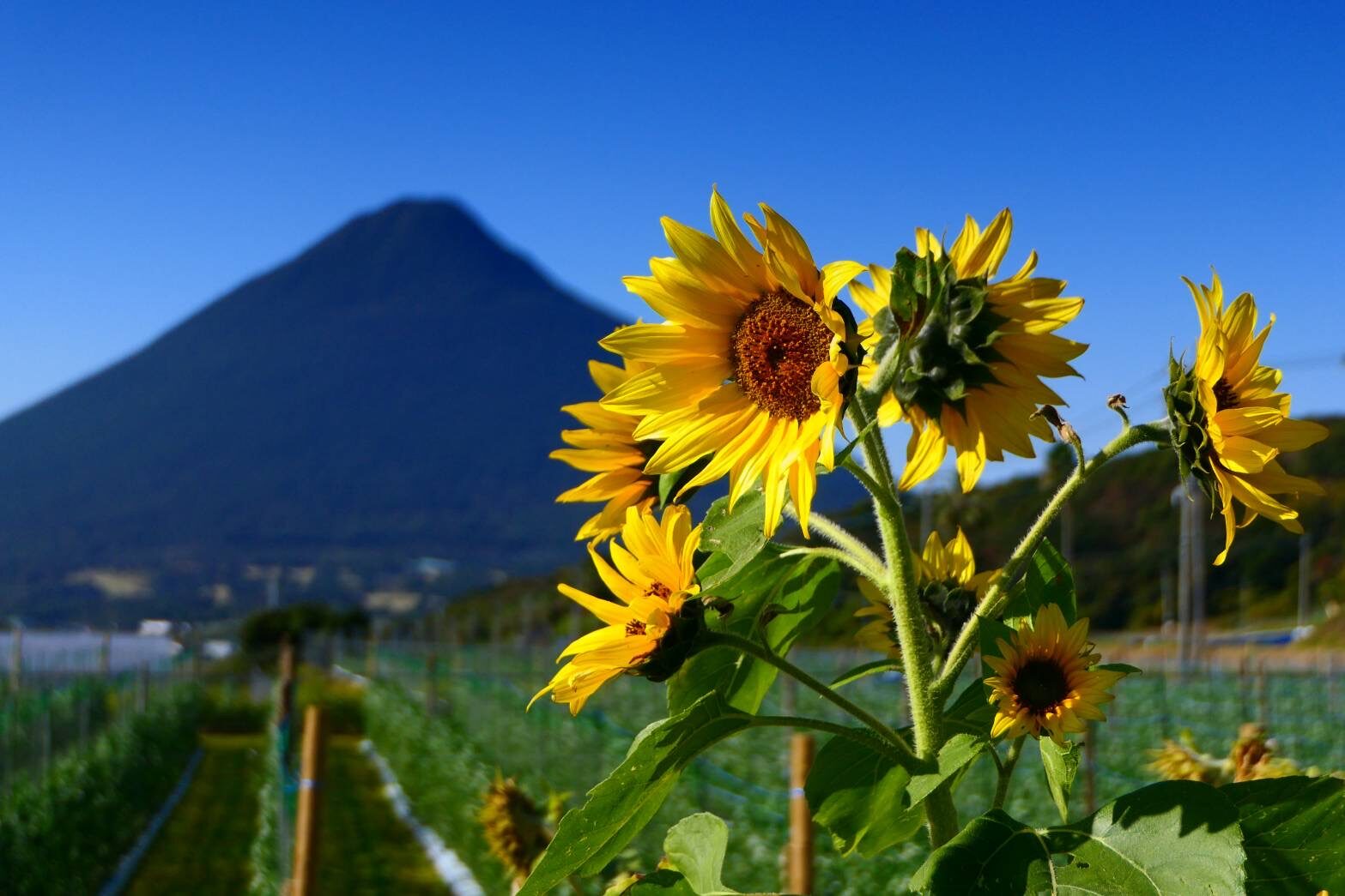 薩摩富士 開聞岳のある絶景　ヒマワリ-1