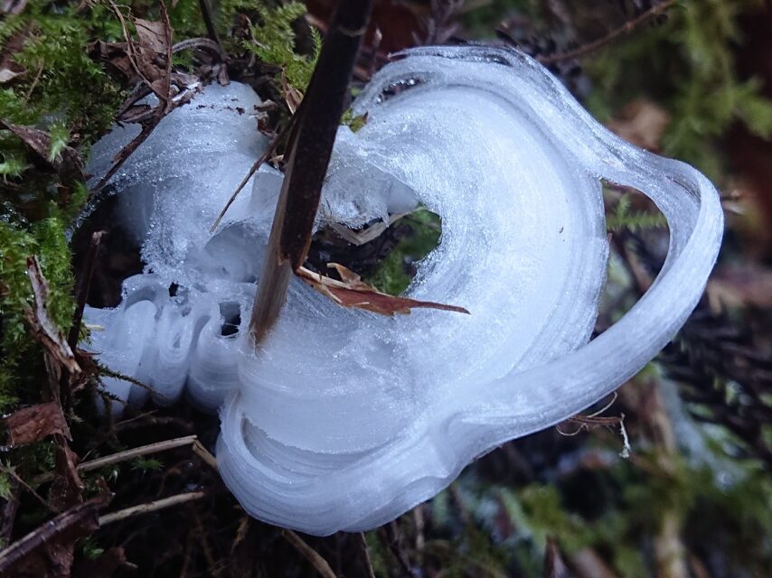 シモバシラ(シソ科の花)-4