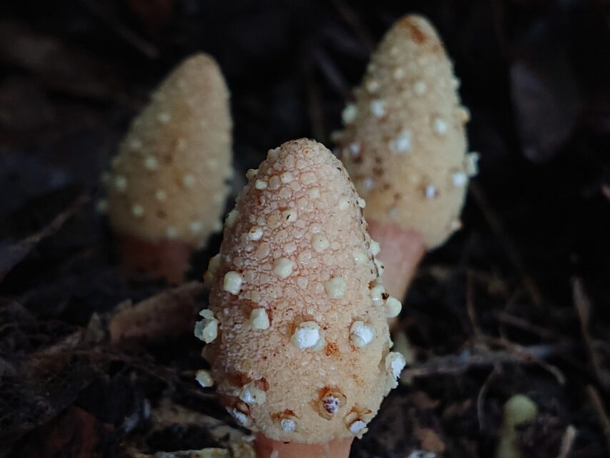 キイレツチトリモチ①