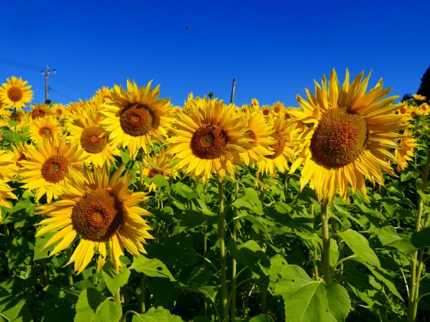 初冬のヒマワリ-1