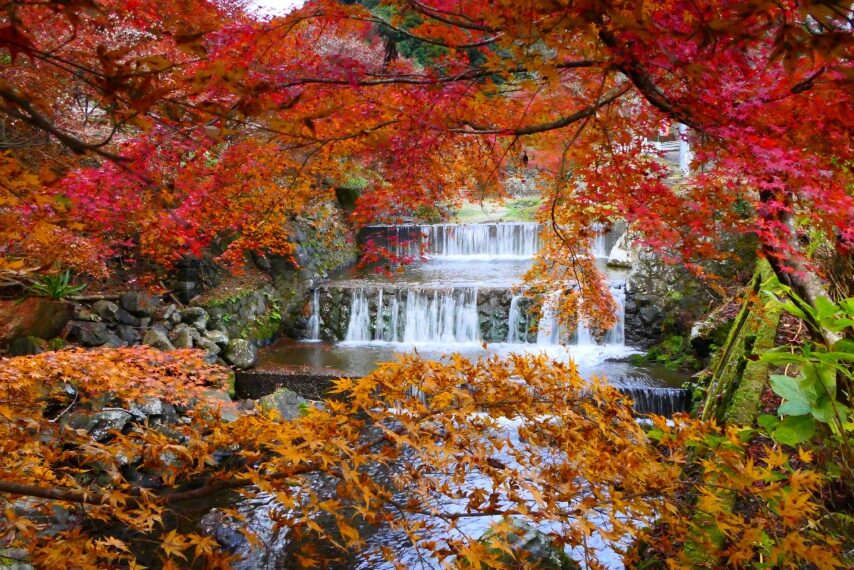 藤川本俣の紅葉①