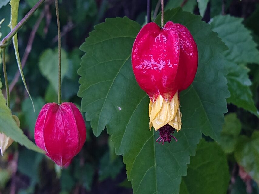 チロリアンランプ