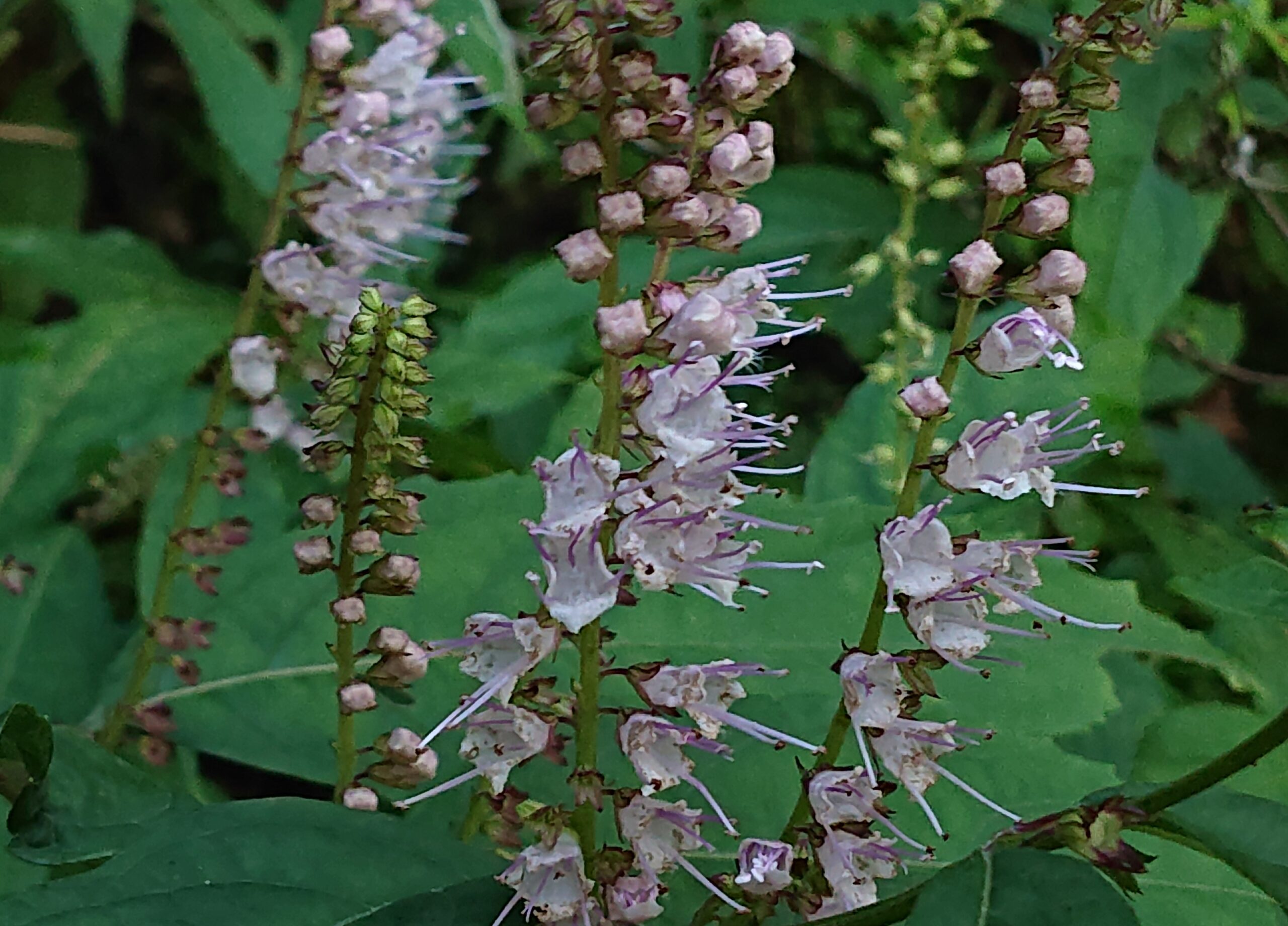 シモバシラ(シソ科の花)-2