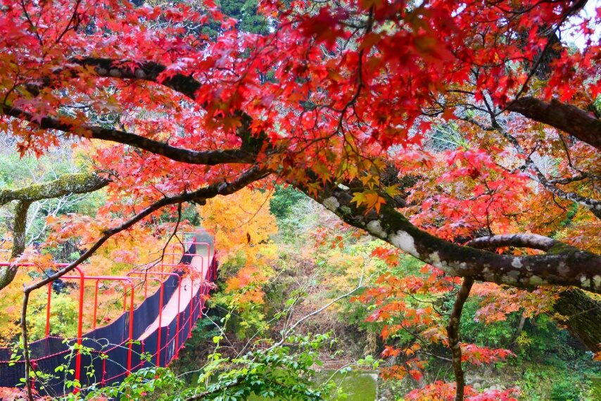せせらぎの湯花水木の紅葉④