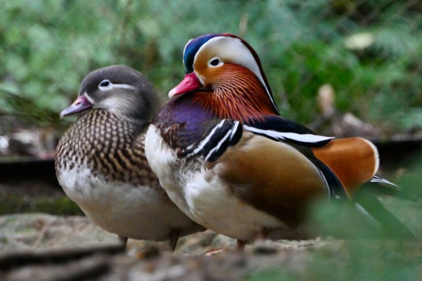 南国かごしまで越冬中のオシドリ-1