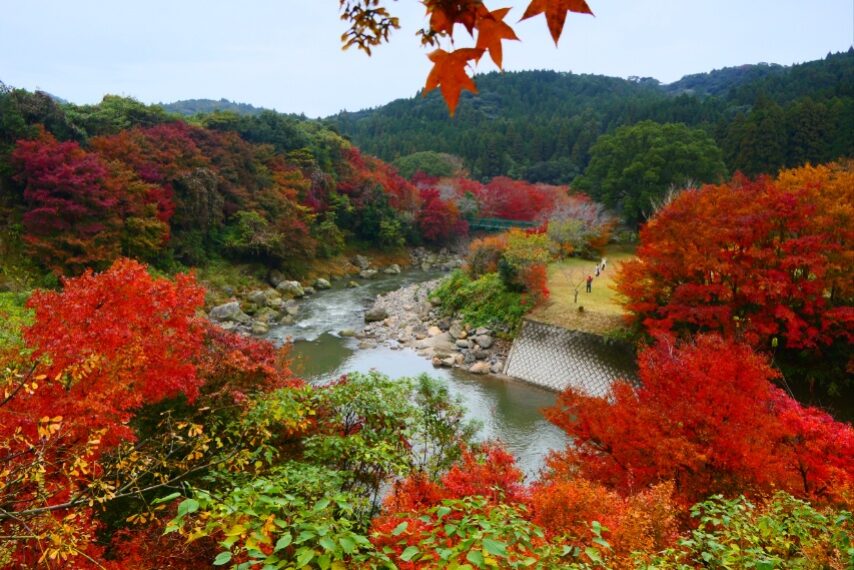 せせらぎの湯花水木の紅葉②