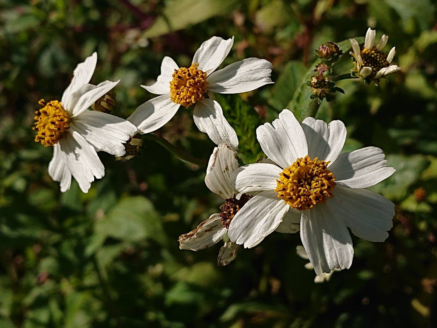 オオバナノセンダングサ