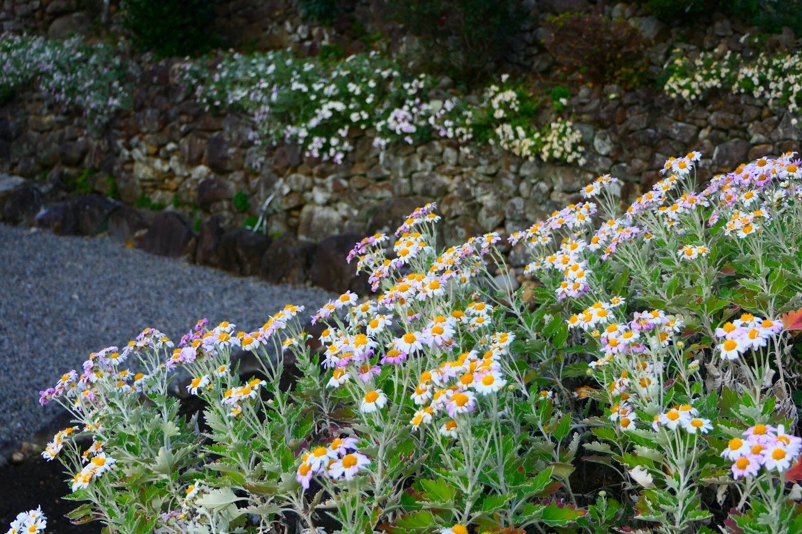 石垣に咲くサツマノギク