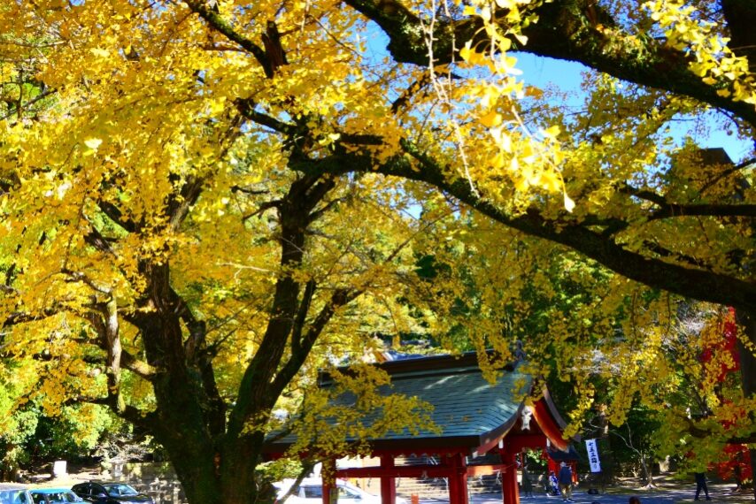 豊玉姫神社の黄葉