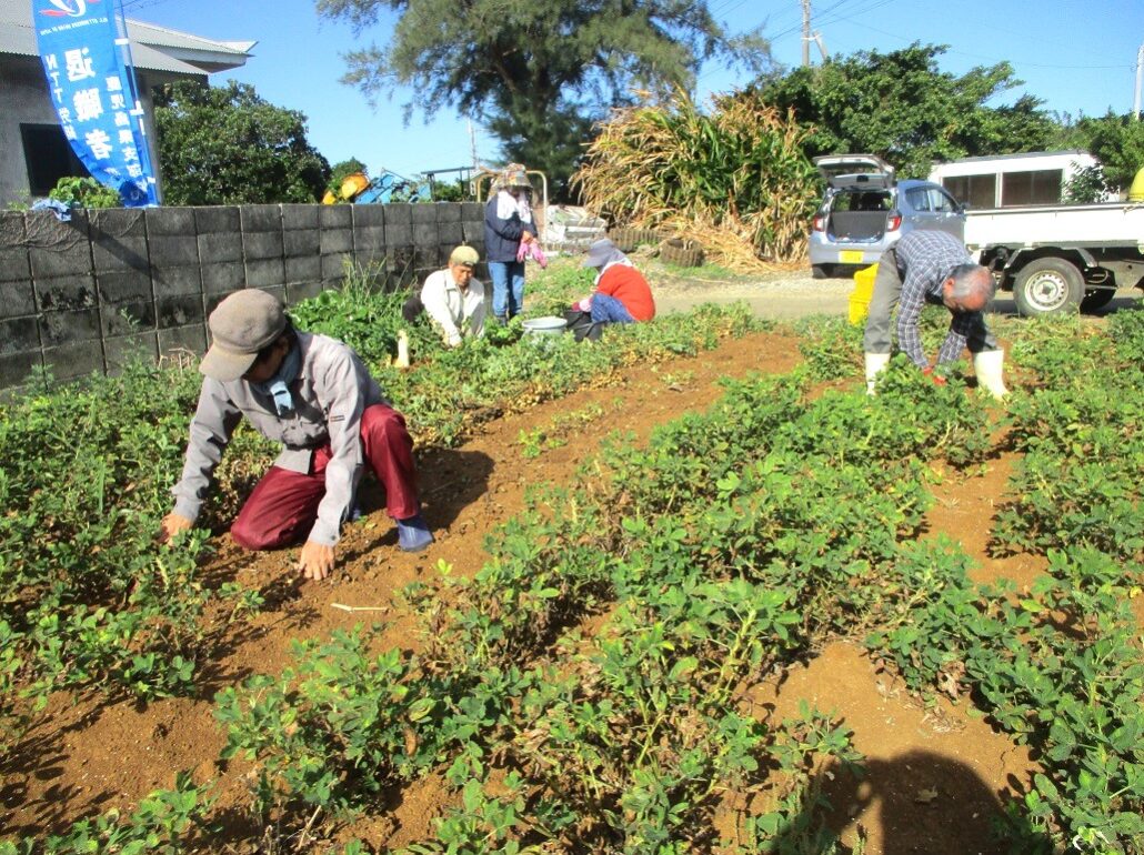 落花生の収穫中