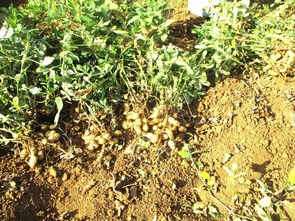 牧島農場の落花生