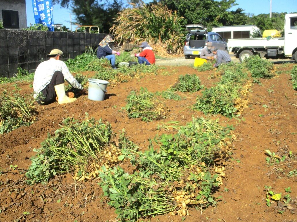 落花生の収穫中