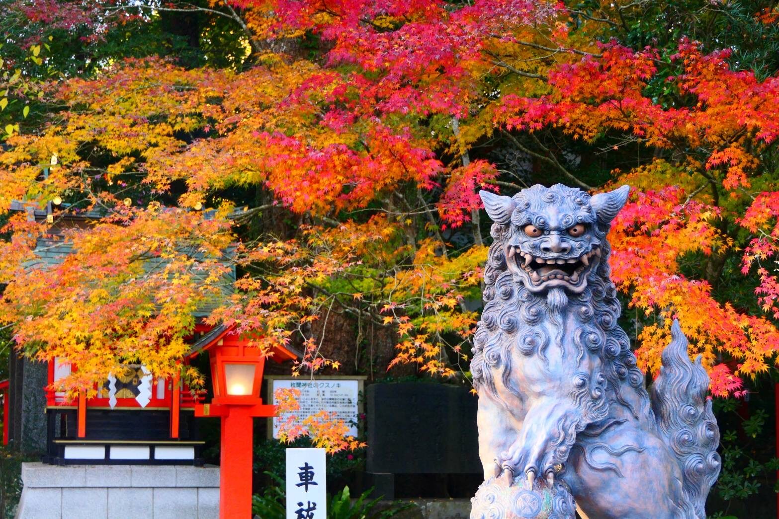 枚聞神社の紅葉-2