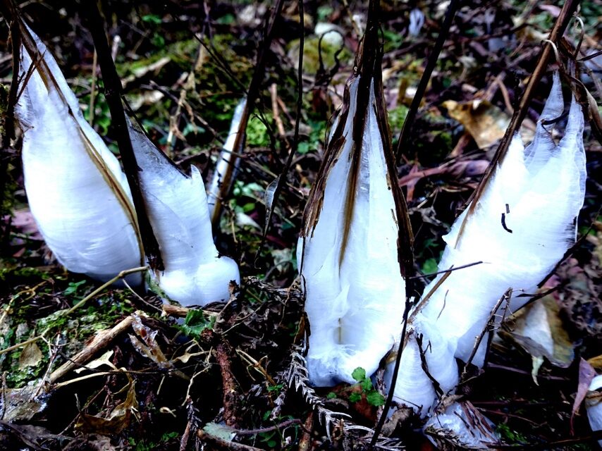 シモバシラ(シソ科の花)-1