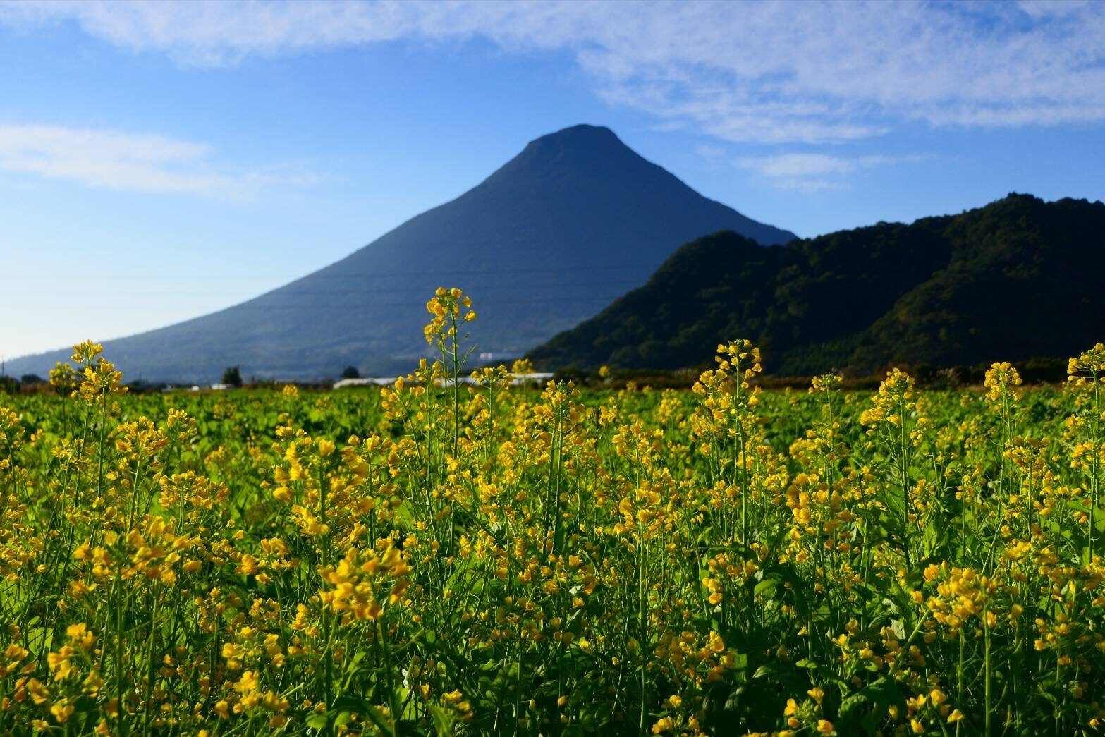 薩摩富士 開聞岳のある絶景　ナノハナ
