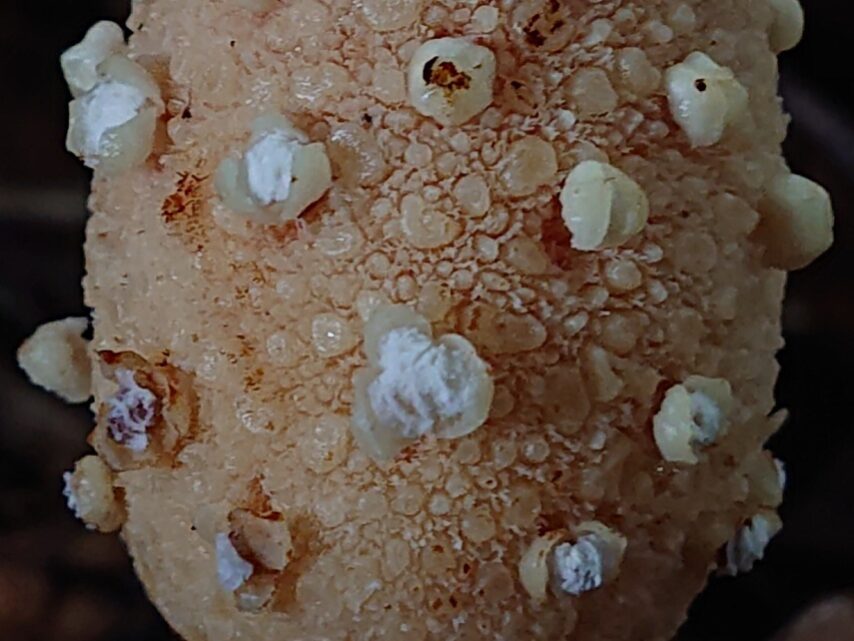 キイレツチトリモチ②