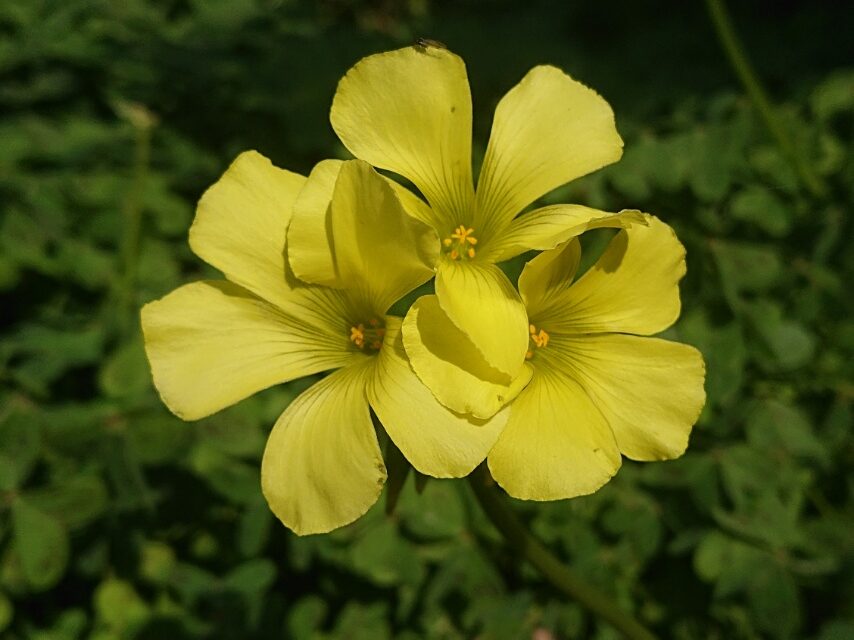 オオキバナカタバミ