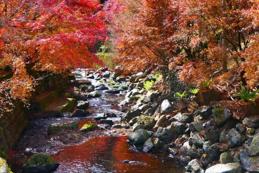 藤川本俣の紅葉②