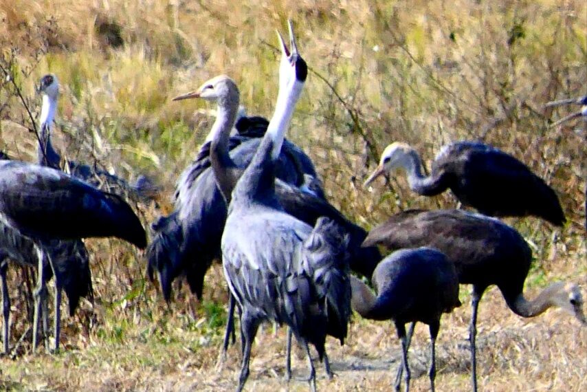 ツルの求愛ダンス