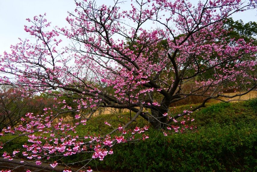 錦江湾公園のカンヒザクラ-5