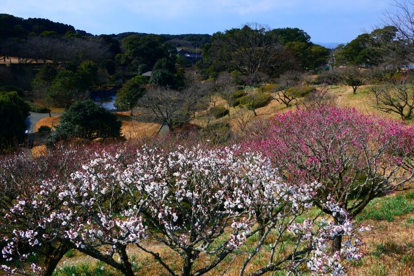 吉野公園の紅・白梅-1