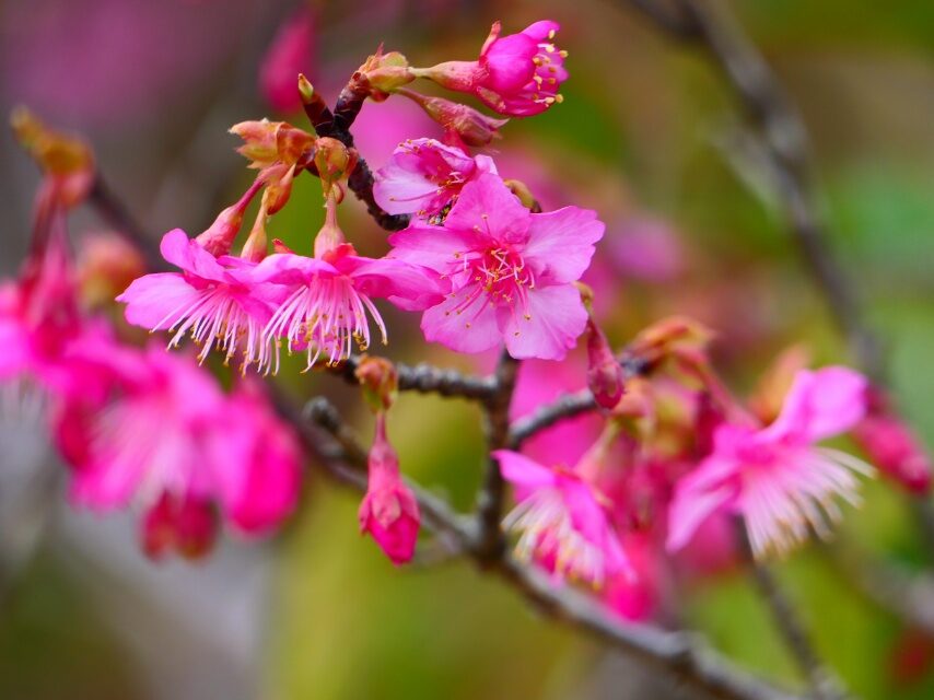 イズノオドリコ桜-2