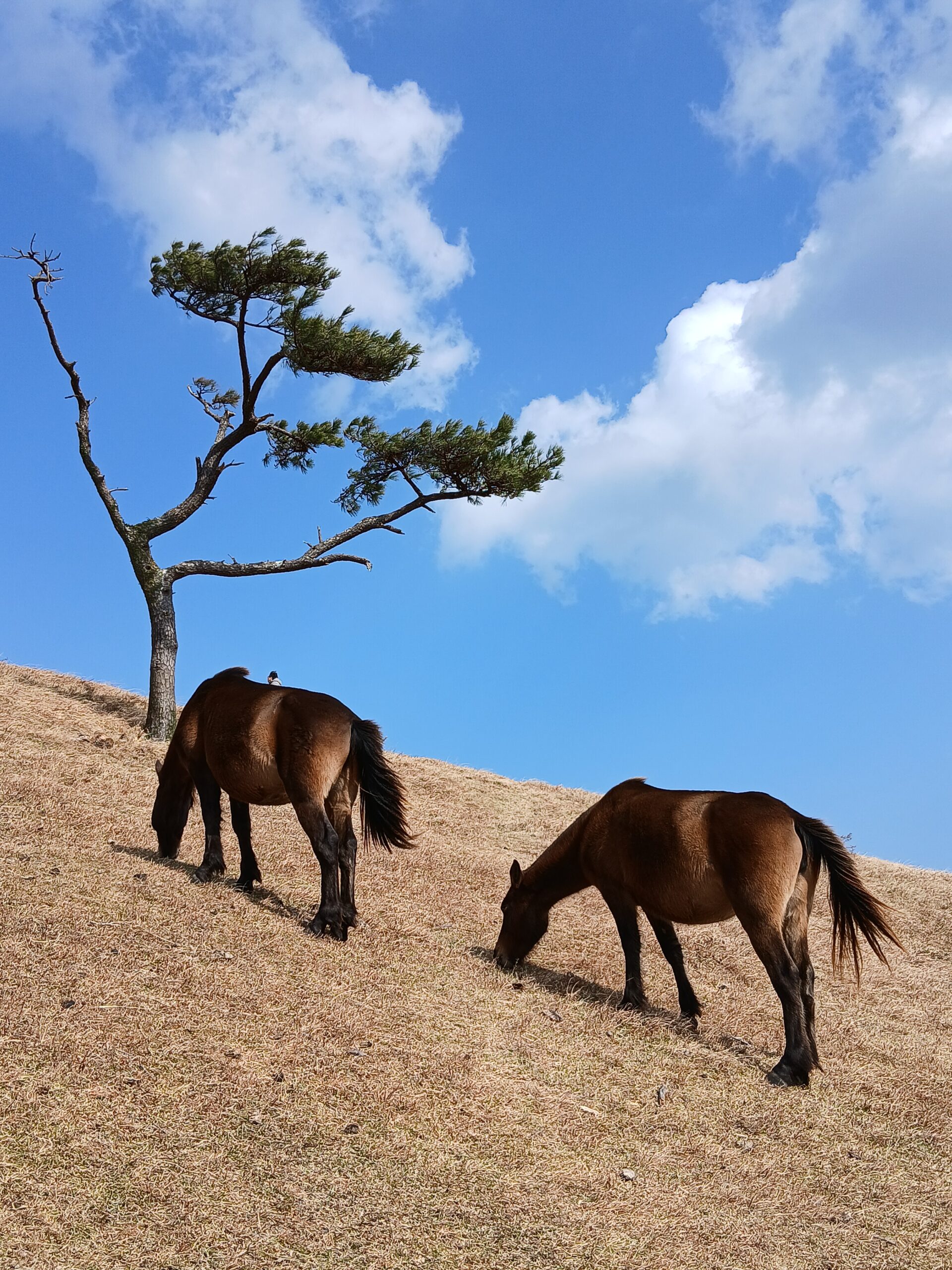 野生馬(御崎馬)