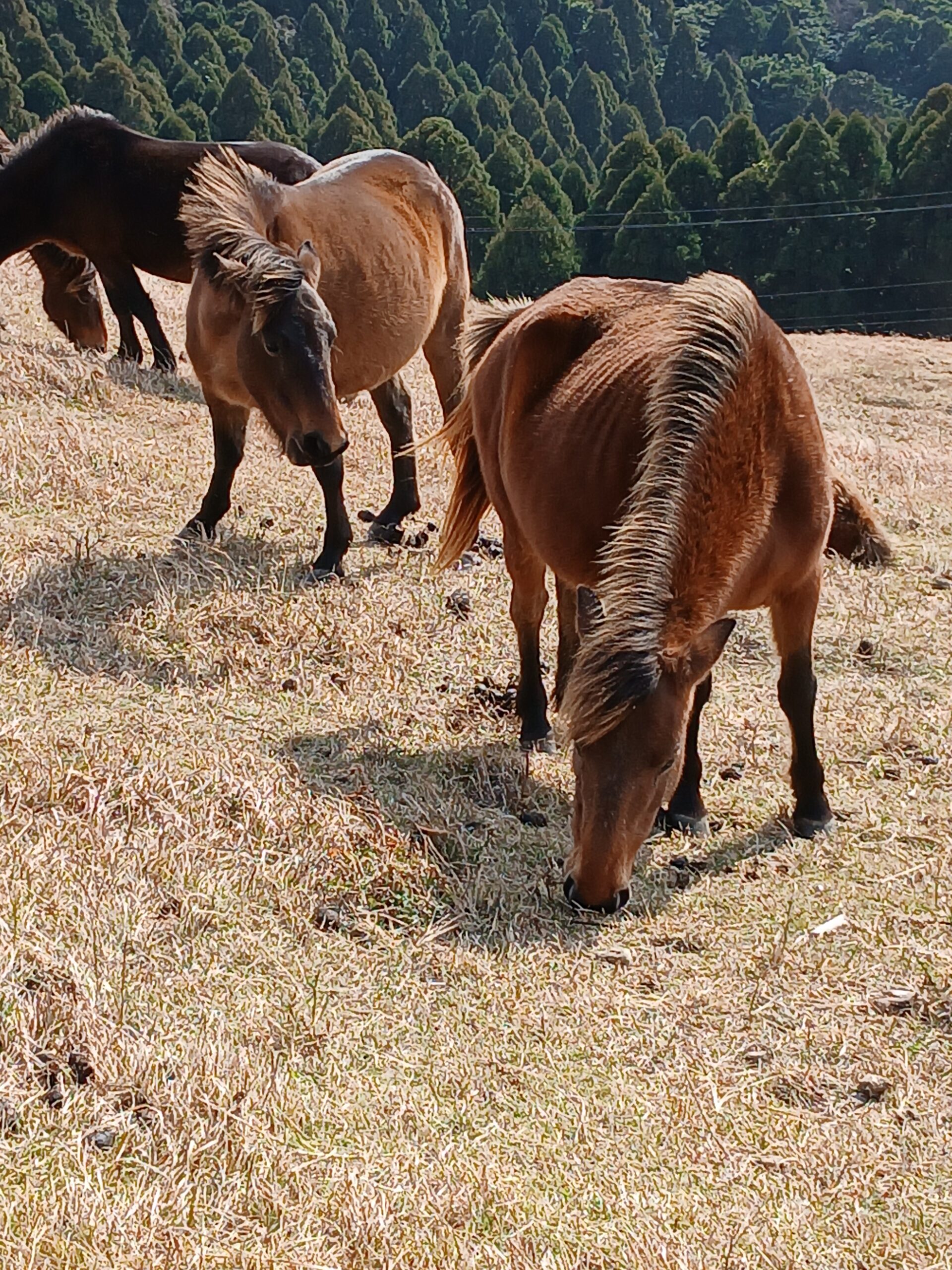 野生馬(御崎馬)