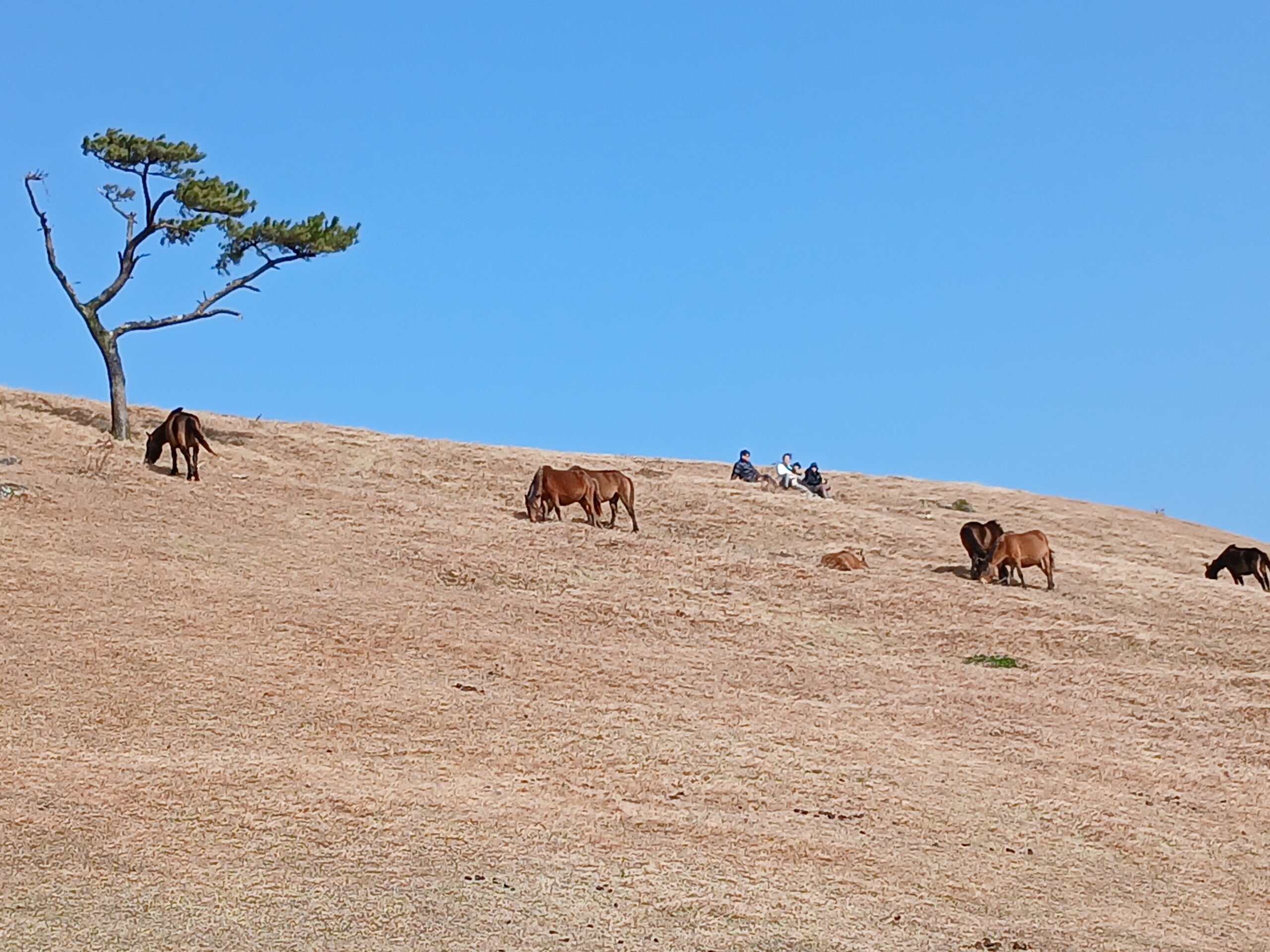 野生馬(御崎馬)