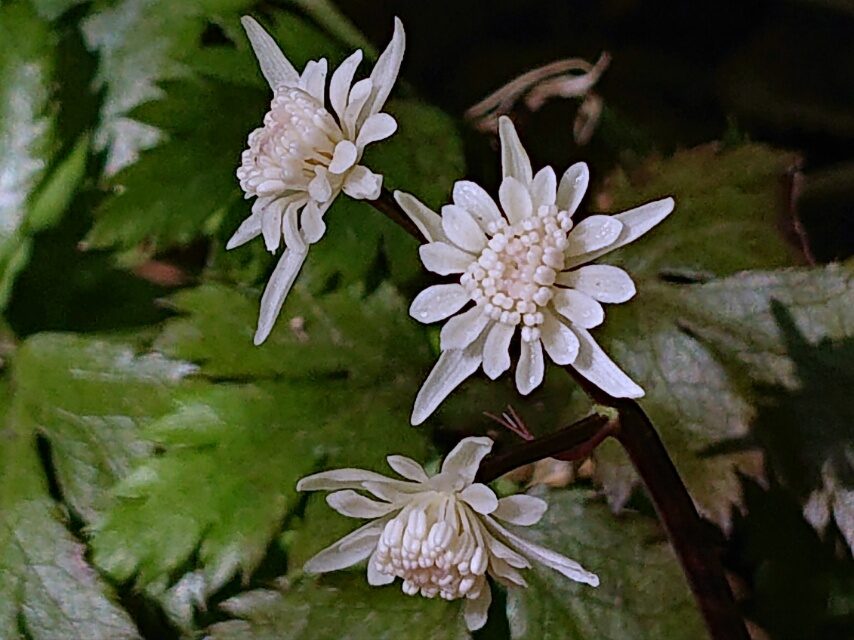 セリバオウレン（雄花）