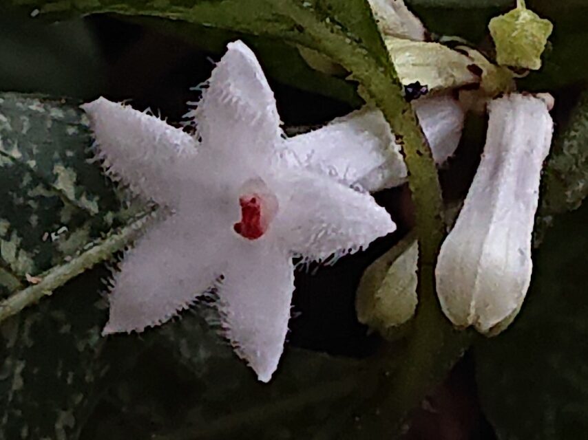 サツマイナモリ