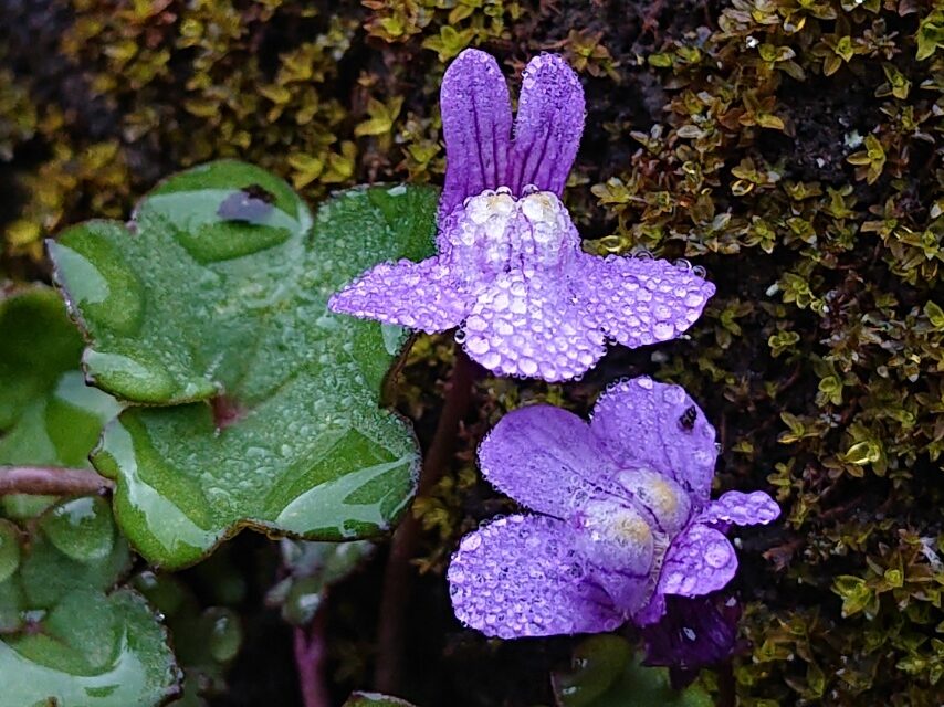 ツタバウンラン