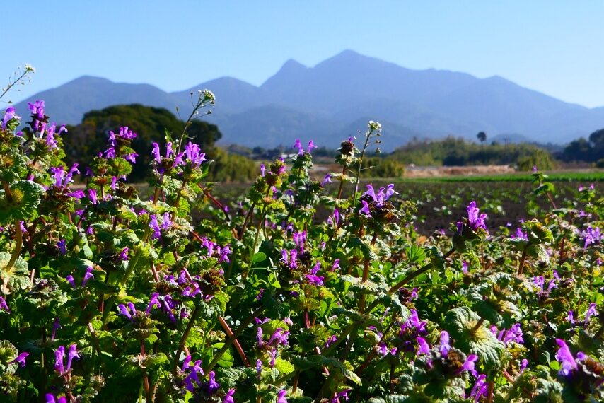 ホトケノザと金峰山