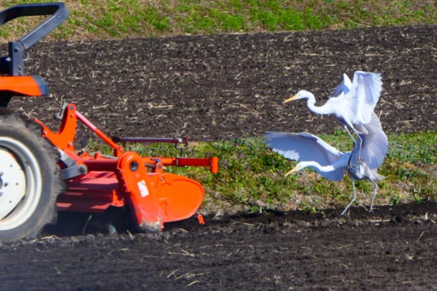 耕運機を追うダイサギ