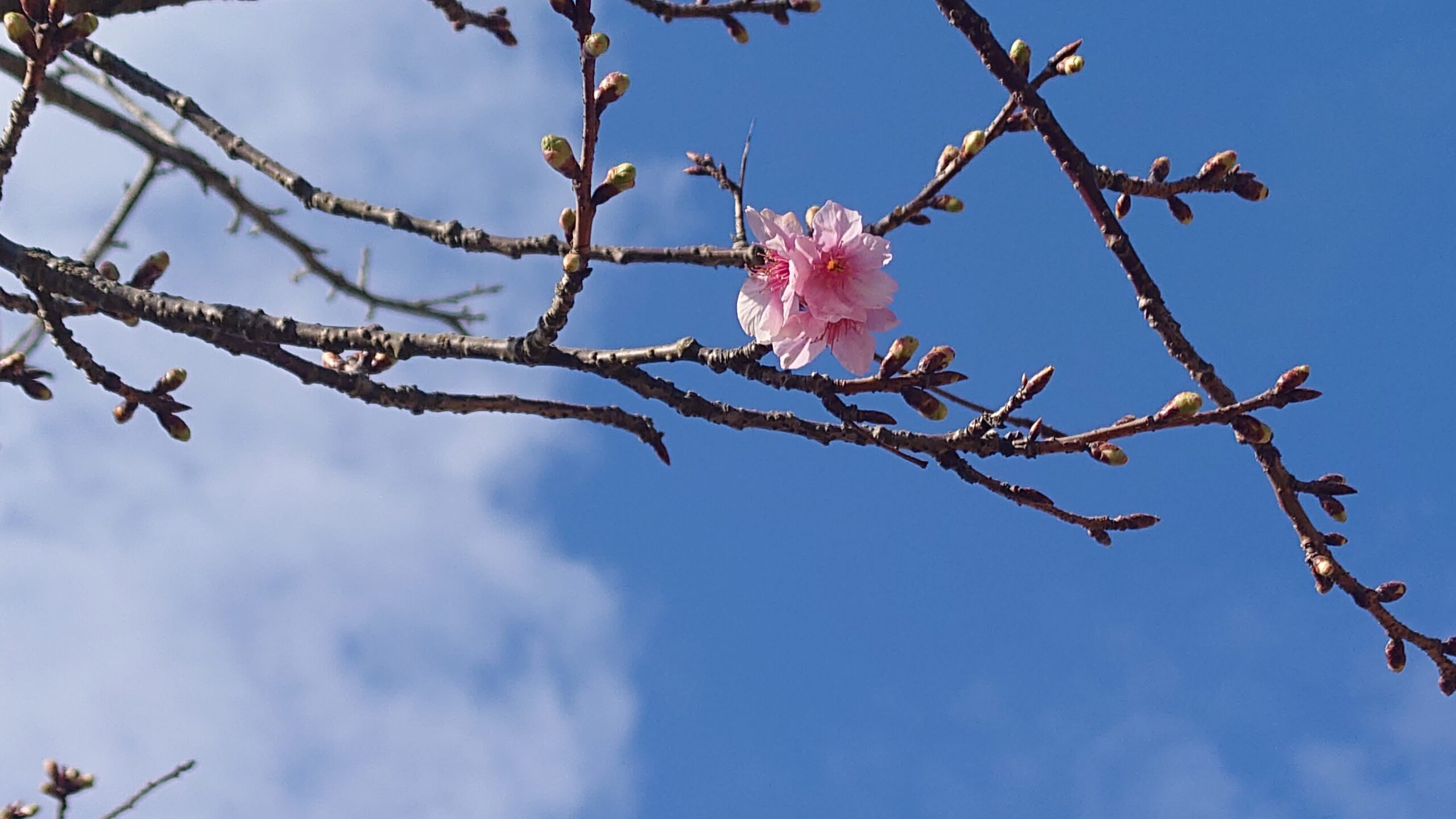 河津桜