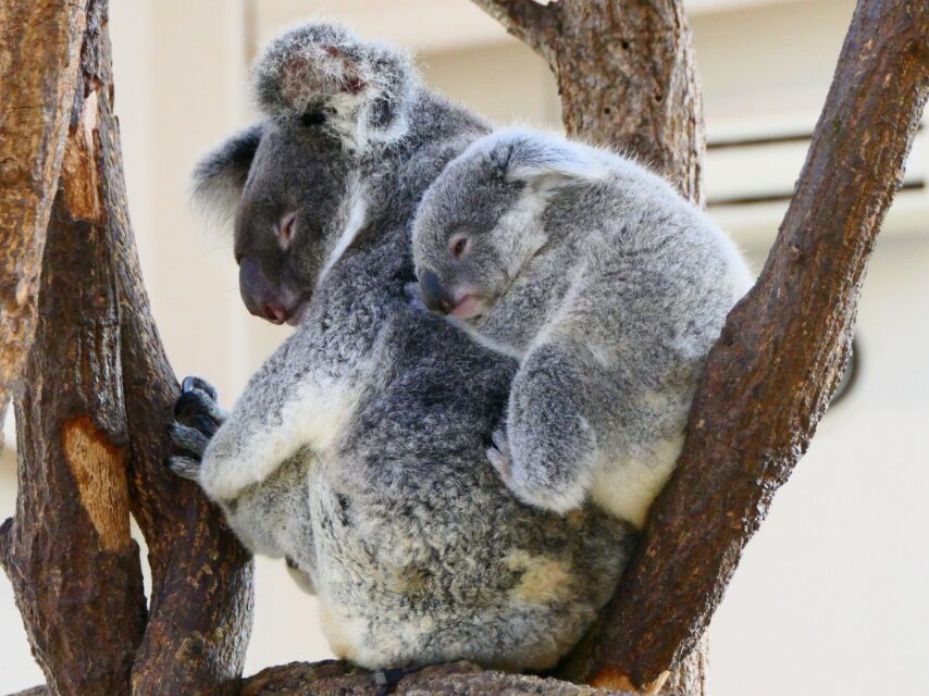 コアラの親子