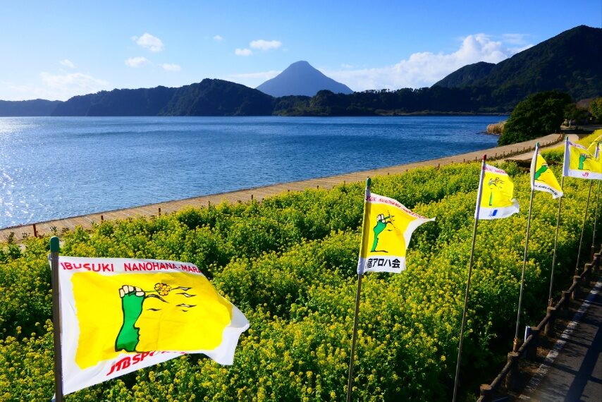 「いぶすき菜の花マラソン」、準備もできていました