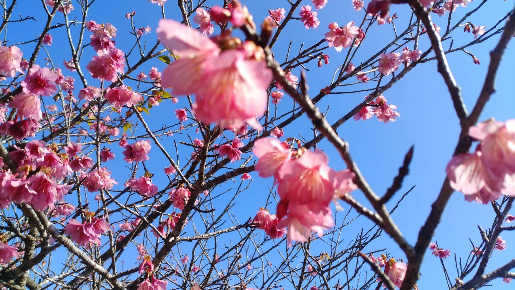 沖永良部島、寒緋桜-2