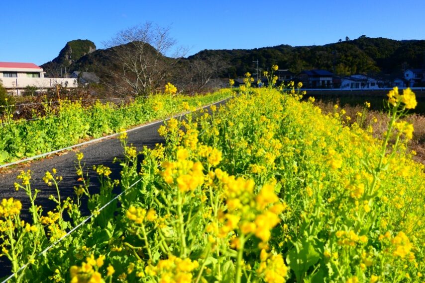 日木山川沿いの菜の花ロード