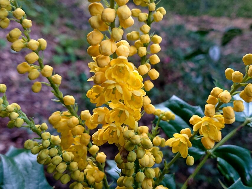 セイヨウヒイラギナンテン