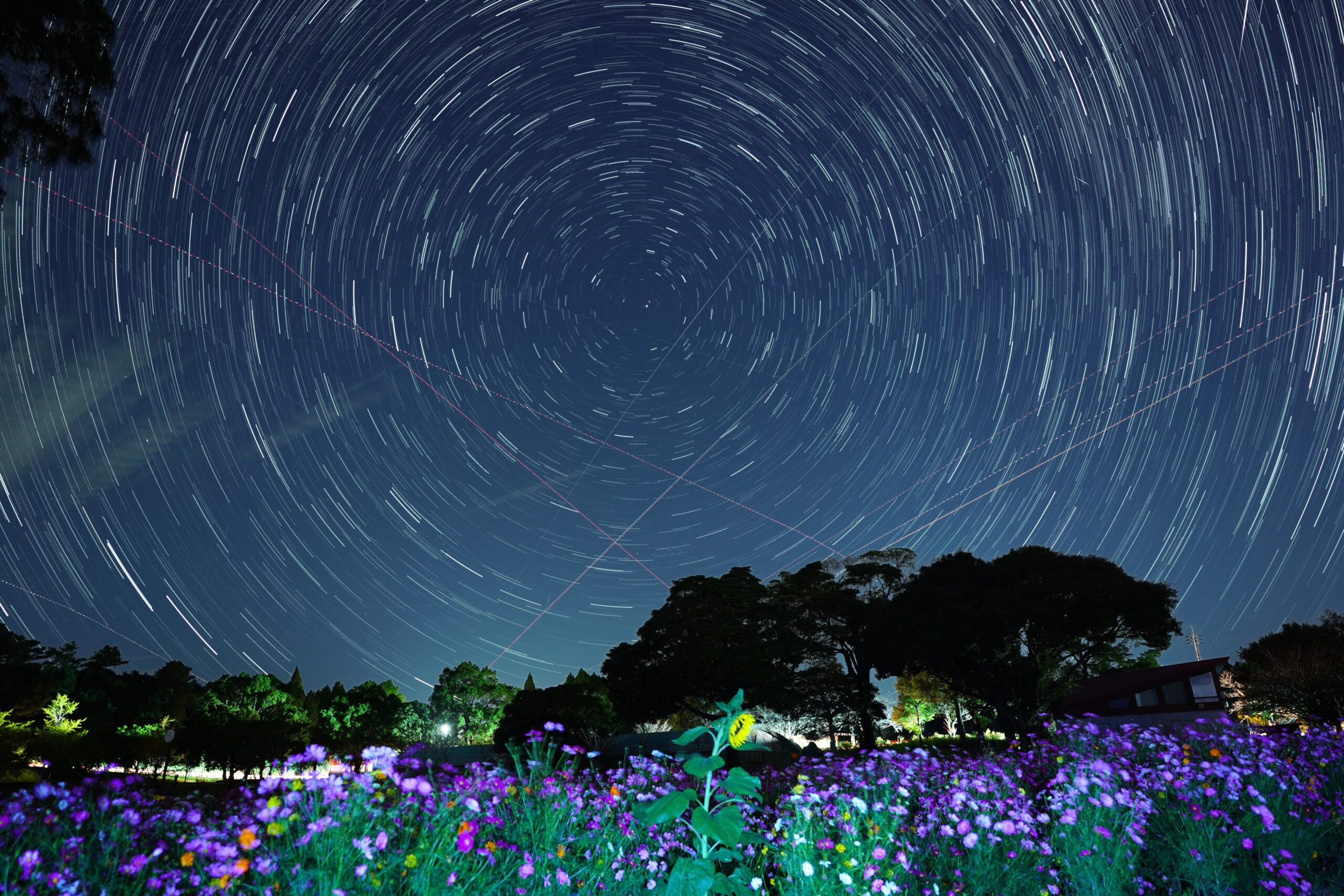 コスモスと星のくるくる