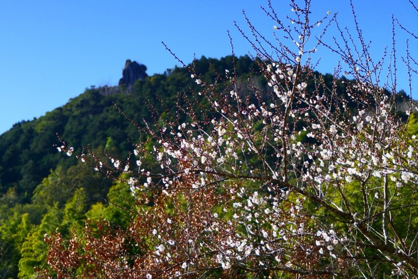 咲き始めたウメと竜石