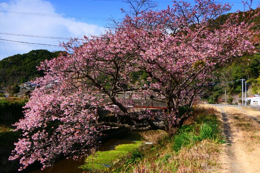 屋敷村橋 カワヅザクラ-2