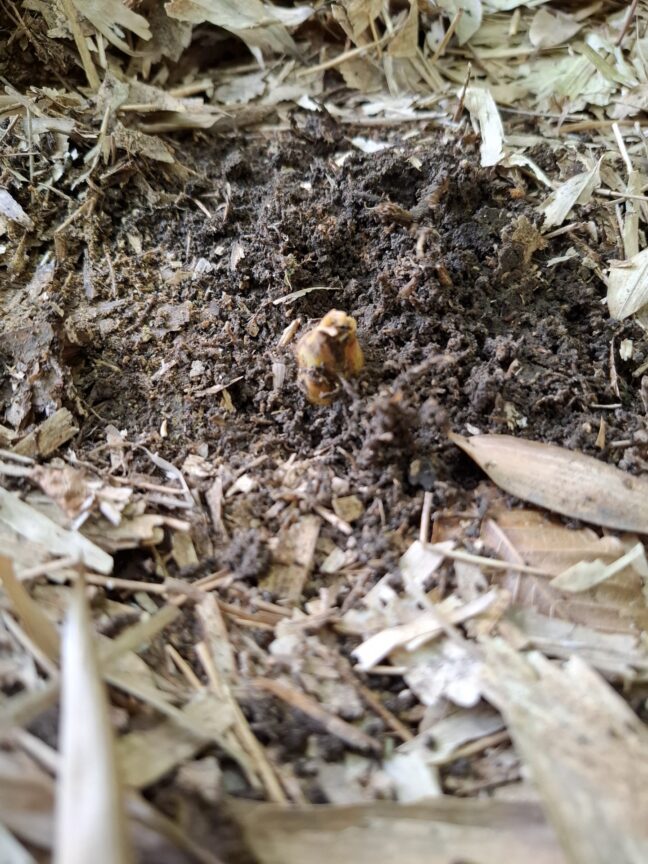 チョコンと頭を出した筍