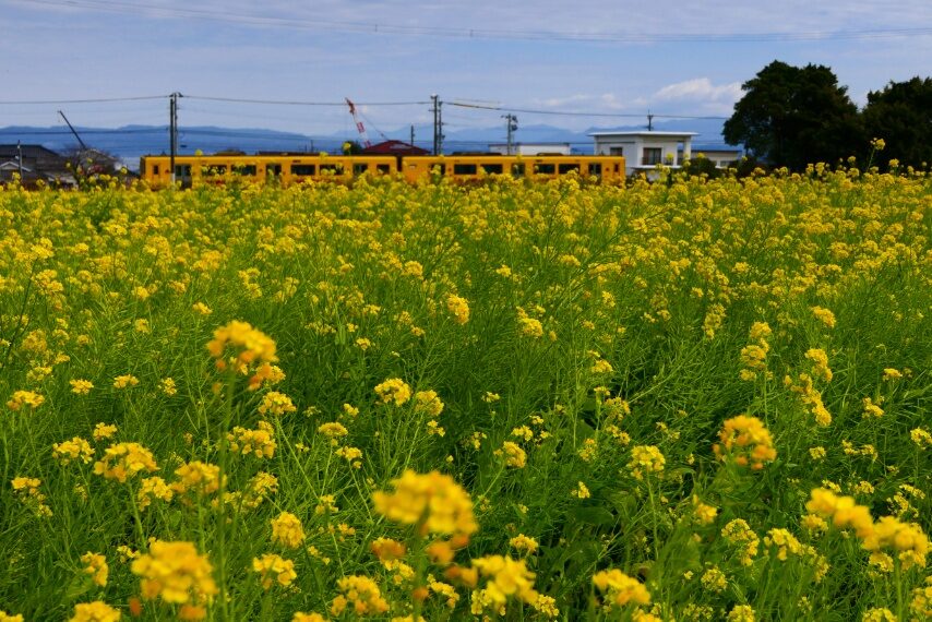ナノハナと「快速なのはな」号