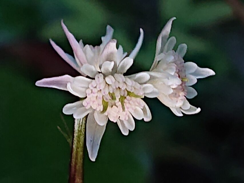 セリバオウレン