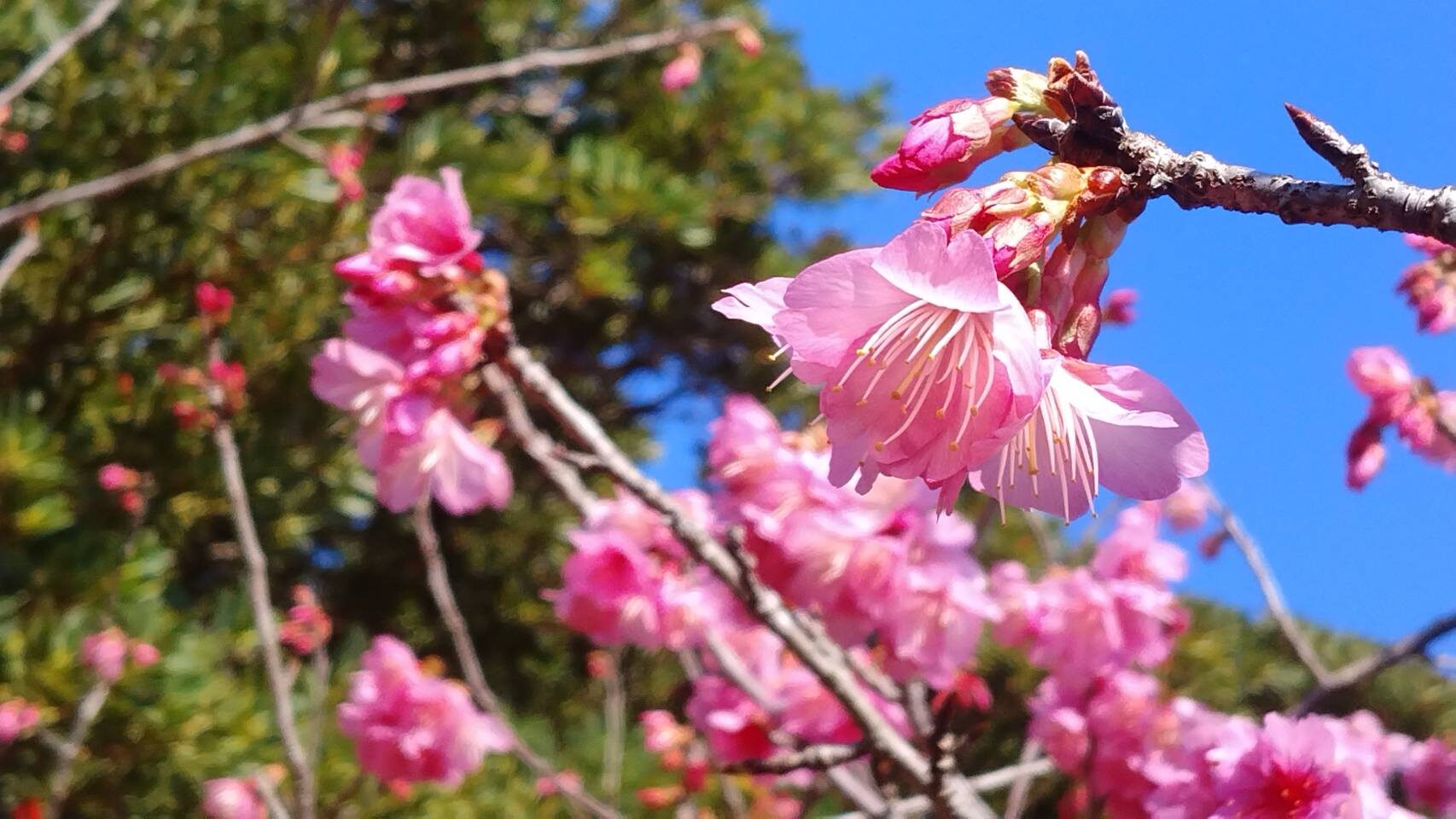 沖永良部島、寒緋桜-4